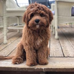 Buster - Cavapoo