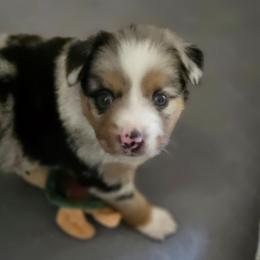 Skipper - Blue merle male Miniature Australian Shepherd puppy in Boring, Oregon from Tails and No Tails Salty Aussie Farms