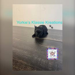 River - Parti male Yorkshire Terrier puppy in Dierks, Arkansas from Yorkie’s Klassie Kreations