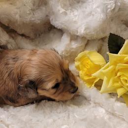 Dachshund Puppies from CLARK'S BREEDING PROGRAM