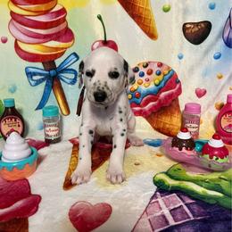 Neapolitan- Red- LUA - White and black male Dalmatian puppy in Claremore, Oklahoma from Lotsofdots Dalmatians