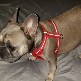 French Bulldogs from Avery's  Farmhouse