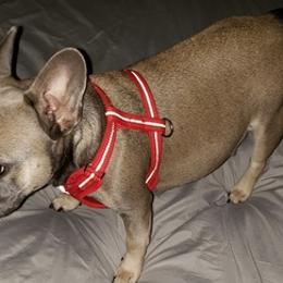 French Bulldogs from Avery's  Farmhouse