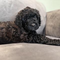 Captain - Chocolate Double Doodle puppy in Woolwich, Maine from Dog Paw Doodles