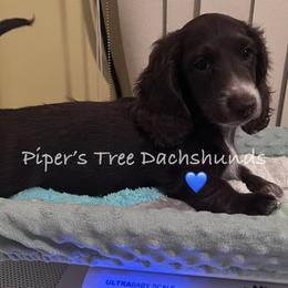 Dachshund Puppies from Piper’s Tree Dachshunds