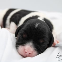 Bluey - Tri-color male Cavapoo puppy in Hendersonville, North Carolina from Grayfinn House
