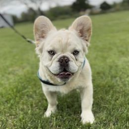 Maverick - French Bulldog