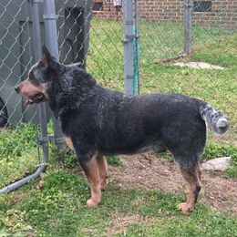 Digger - Australian Cattle Dog