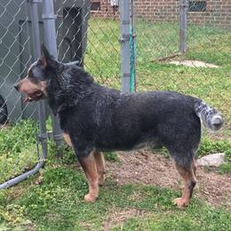 Digger - Australian Cattle Dog