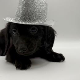 AKC blue boy - Black male Dachshund puppy in Bartlesville, Oklahoma from OkieDokieDox