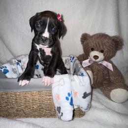 Elle - Brindle female Boxer puppy in Garland, North Carolina from Magen's Boxers