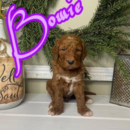 Bowie - Red  male Goldendoodle puppy in Anniston, Alabama from Mason Farmhouse Poodles, Doodles & Poos (Breeding & Stud Services)