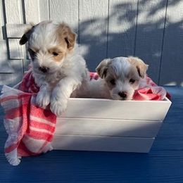 Maltese, Maltipoo, and Poodle Puppies from MountCarmelPuppies
