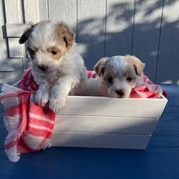 Maltese, Maltipoo, and Poodle Puppies from MountCarmelPuppies
