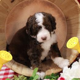 Sarah - Tri-color female Bernedoodle puppy in Peyton, Colorado from Peyton Doodles