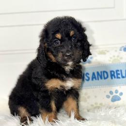 Indy - Wavy Coat - Tri-color female Bernedoodle puppy in Beecher, Illinois from Erica’s Doodles