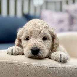 Sabonis - Cream male Goldendoodle puppy in Rainier, Oregon from Beaver Springs Puppies