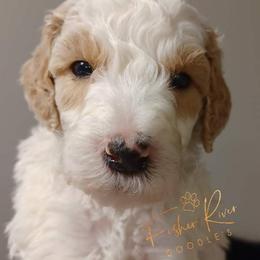 Goldendoodle and Poodle Puppies from Fisher River Doodle's