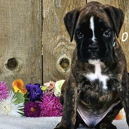 Boy 1 - Brindle Boxer puppy in Cove, Oregon from Luna Ray Boxers