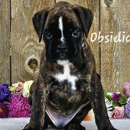 Boy 1 - Brindle Boxer puppy in Cove, Oregon from Luna Ray Boxers