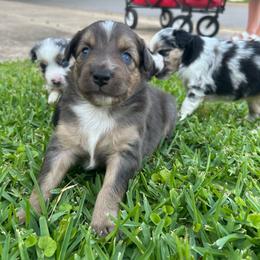 Nixon - Blue merle male Miniature Australian Shepherd puppy in North Richland Hills, Texas from Hailey's Miniature Australian Shepherds