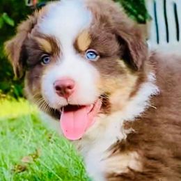 Australian Shepherds from Blissful Blues Australian Shepherds
