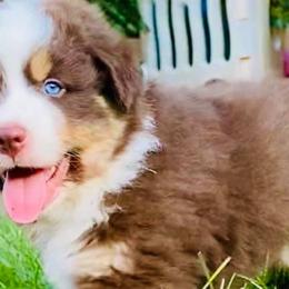Australian Shepherds from Blissful Blues Australian Shepherds