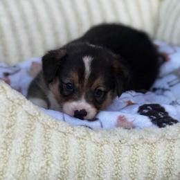 Triston - Black and white male American Corgi puppy in Nortonville, Kansas from Low Riders Corgis & Mini Aussies
