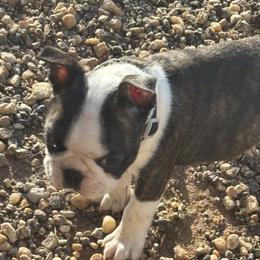 Boy 2 - Brindle and white male Boston Terrier puppy in Alabama from Southern Bulldogs