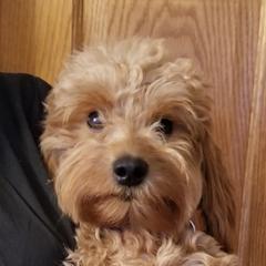 Tilly - Goldendoodle