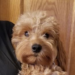 Tilly - Goldendoodle