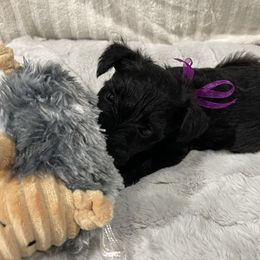 Raven - Black female Miniature Schnauzer puppy in San Diego, California from KMS-Miniature Schnauzers
