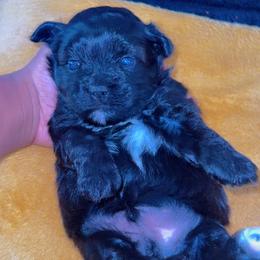 Teddy - Black and white male Shihpoo puppy in Cane Savannah, South Carolina from Dws_kennelservices