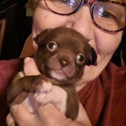 Mattie - Chocolate and white female Chihuahua puppy in Orange, Texas from Tiny Paws from God