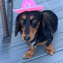 Elsie - Dachshund