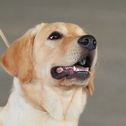 Kichi - Labrador Retriever