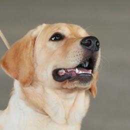 Kichi - Labrador Retriever
