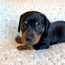 Girl 1 - Black and tan female Dachshund puppy in Hollidaysburg, Pennsylvania from Weenie Bros