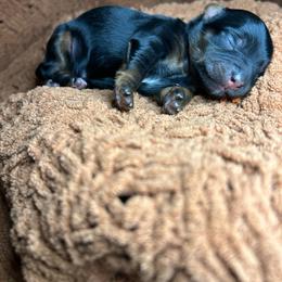 Ramsey - Tri-color male Yorkipoo puppy in Clover, South Carolina from Cudi’s Buddies