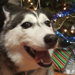 Mia - Siberian Husky