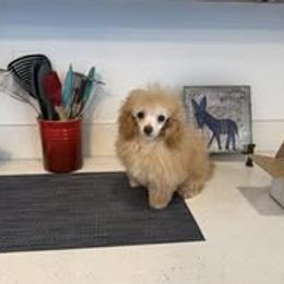 Poodle puppies from Caloosa Toy Poodles