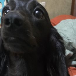 Dachshunds and Poodles from Rosies Doxies CKC