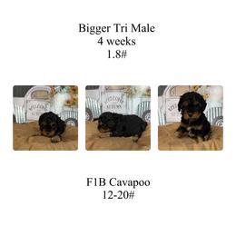 Black-bigger Tri  color - Tri-color male Cavapoo puppy in Clarksville, Iowa from Iowa Heartland Doodles