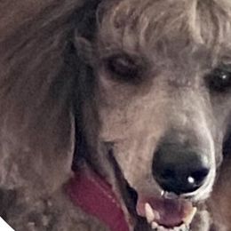 Poodles from New Beginnings Standard Poodles