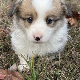 Dixie - Red female Pembroke Welsh Corgi puppy in Mount Carmel, Tennessee from Hidden View Farm