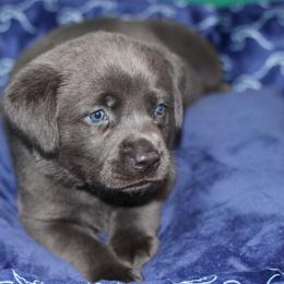 Bouquet - Black male Labrador Retriever puppy in Morrilton, Arkansas from Ancient Dogges Performance Dogs