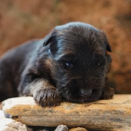Tourmaline - Black and red female German Shepherd puppy in Windsor, South Carolina from Sinister Shepherds
