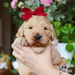 Indie - Apricot female Goldendoodle puppy in Salado, Texas from Red Ranch Dogs