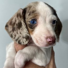 Mr. Blue Eyes! Chocolate and Tan Dappled Piebald Boy - Dachshund puppy from Coastal Georgia Miniature Dachshunds