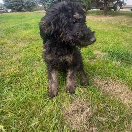 Nova - Black female Goldendoodle puppy in Harrisburg, Nebraska from Wildcat Hills Doodles